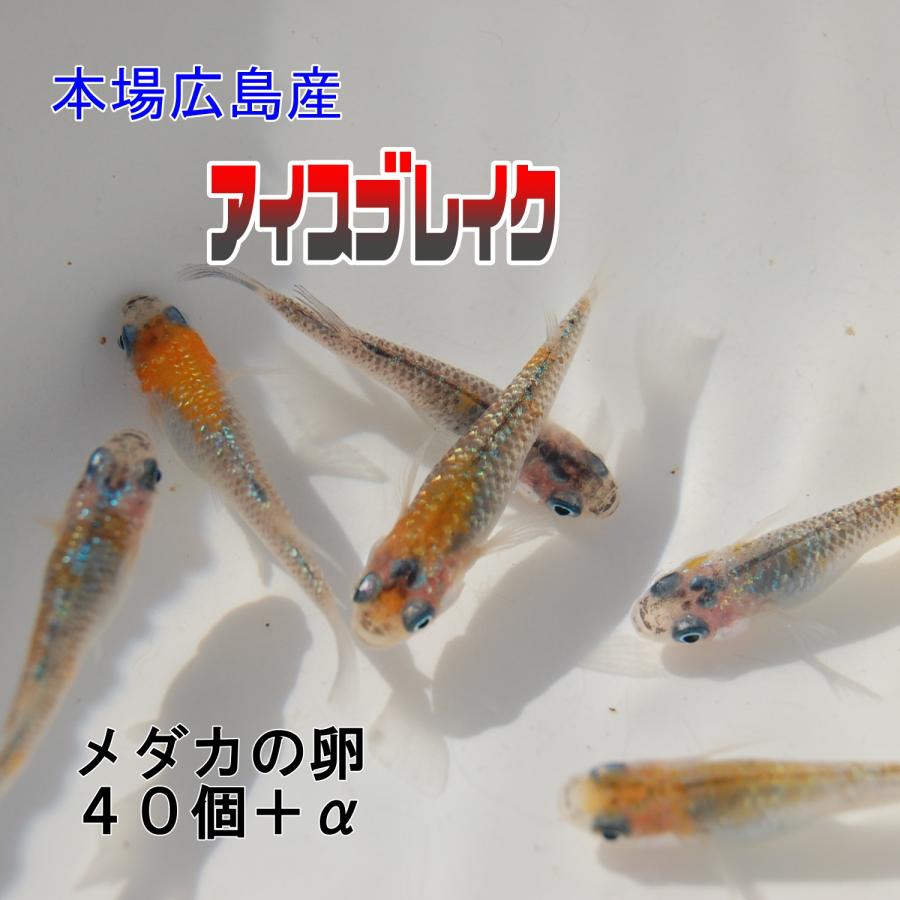 めだか アイスブレイク 卵 40個＋α 広島産メダカ オーロラ表現