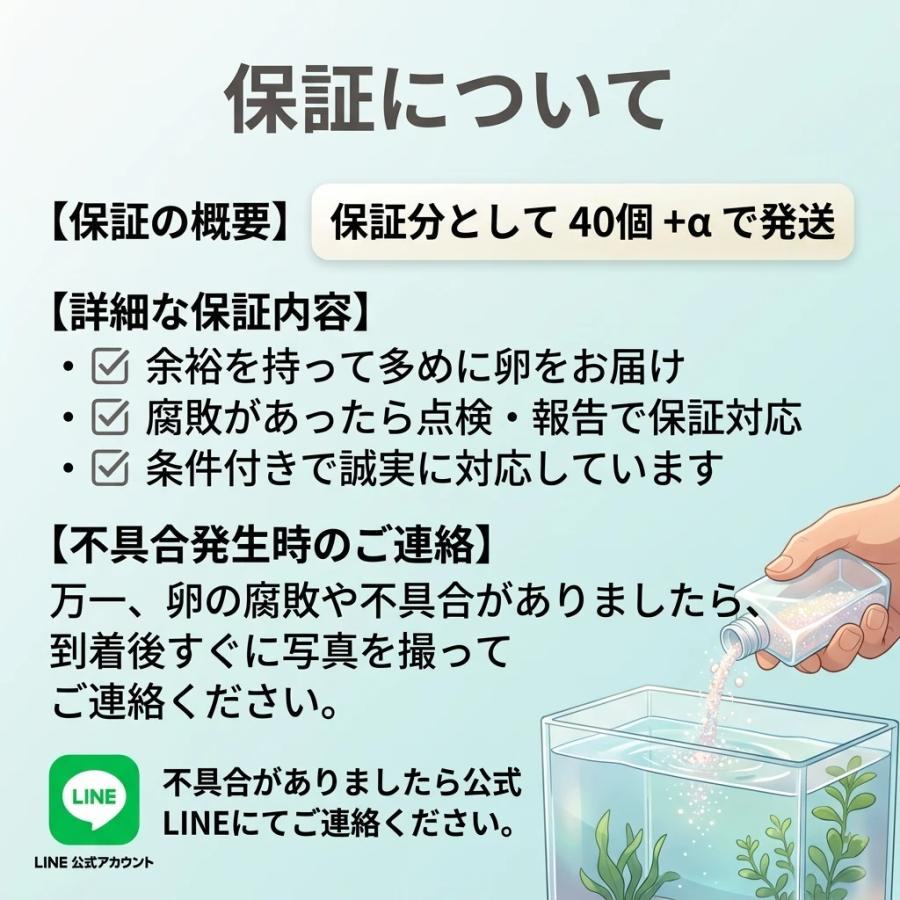 めだか アイスブレイク 卵 40個＋α 広島産メダカ オーロラ表現