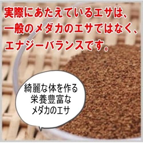 めだか 松井ヒレ長 紅帝 卵30個 広島産メダカ 改良 ３色 赤 最高級メダカ｜hiroshimamedaka｜03