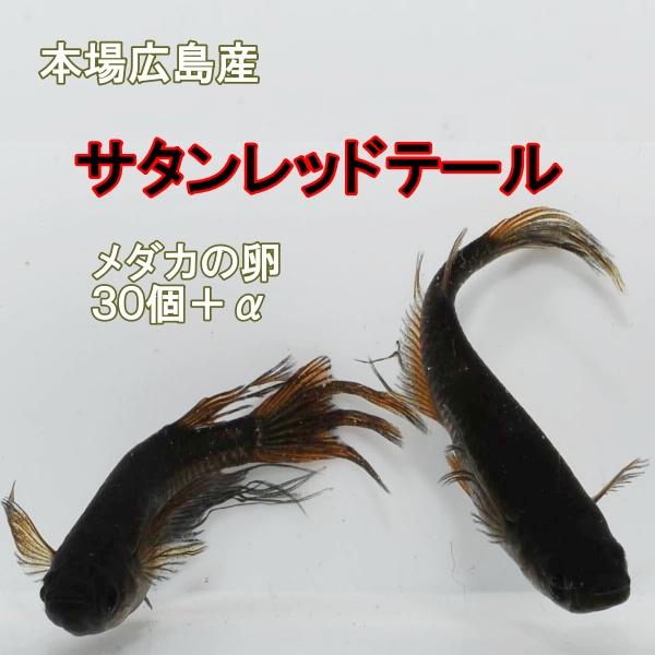 広島産 サタンレッドテール メダカの卵30個 めだか 最高級 ブラック ヒレ長 メダカ 優雅