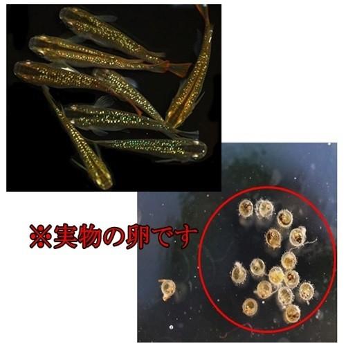 めだか 琥珀ラメ幹之 卵40個 広島産 メダカ 黄金の体に レインボー