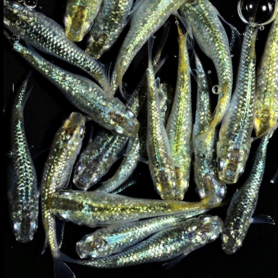 めだか サボテン 卵40個 広島産 グリーンラメ 改良メダカ 緑光