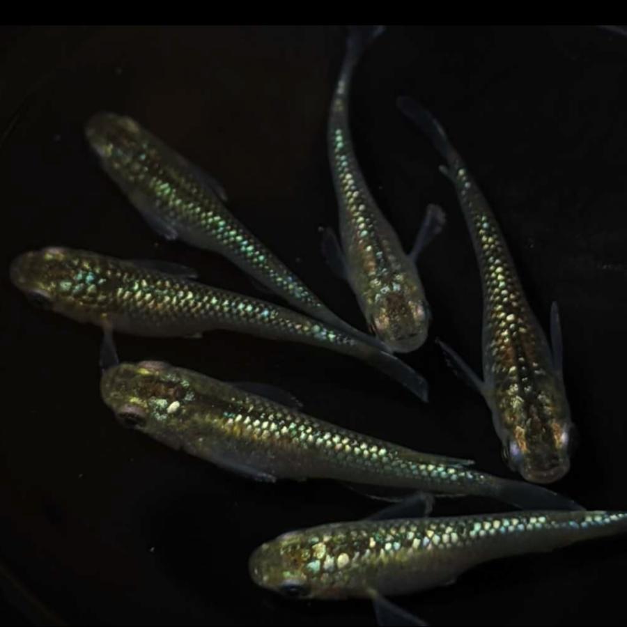 改良品種メダカ ラメミックス約30匹 値下げ