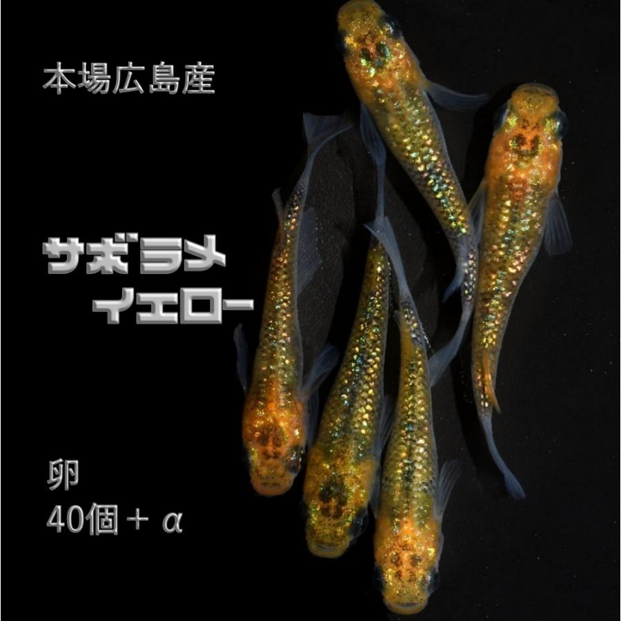 広島産 サボラメ イエロー 卵30個 黒の基調色にオーロラ系の無数の黄色のラメ 卵 改良メダカ メダカ最高級 9 広島めだか 通販 Yahoo ショッピング