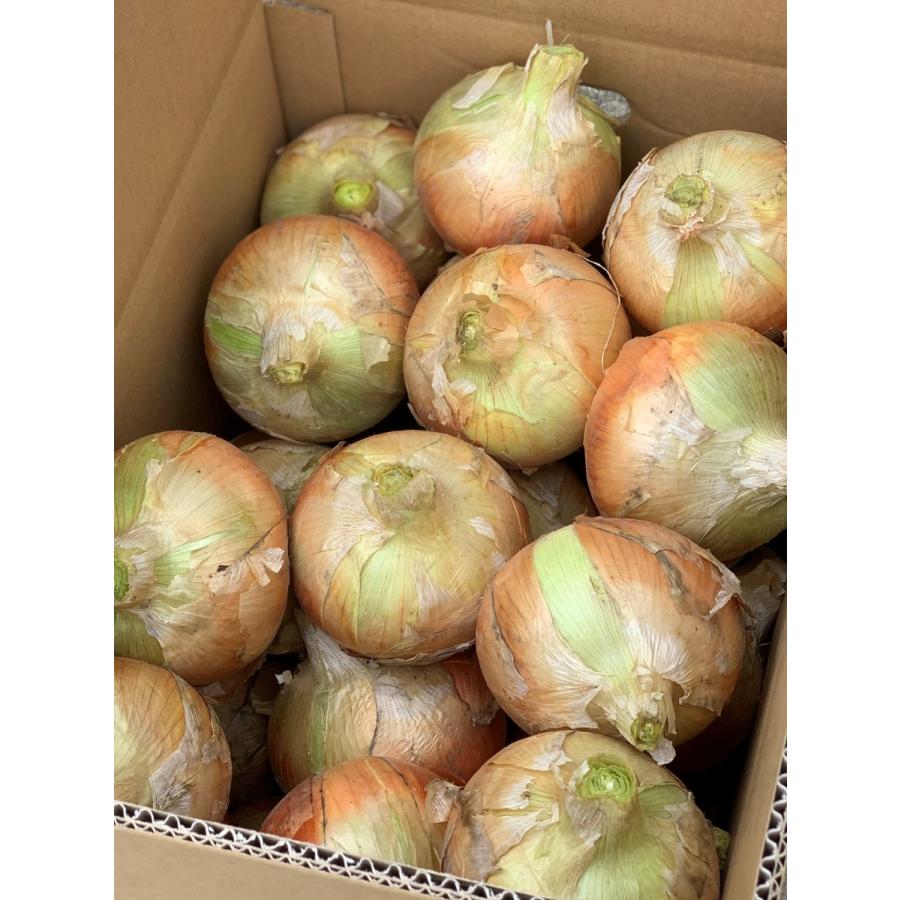 淡路島産 玉ねぎ M〜2L玉混合サイズ 20kg : 廣内農園 - 通販 - Yahoo