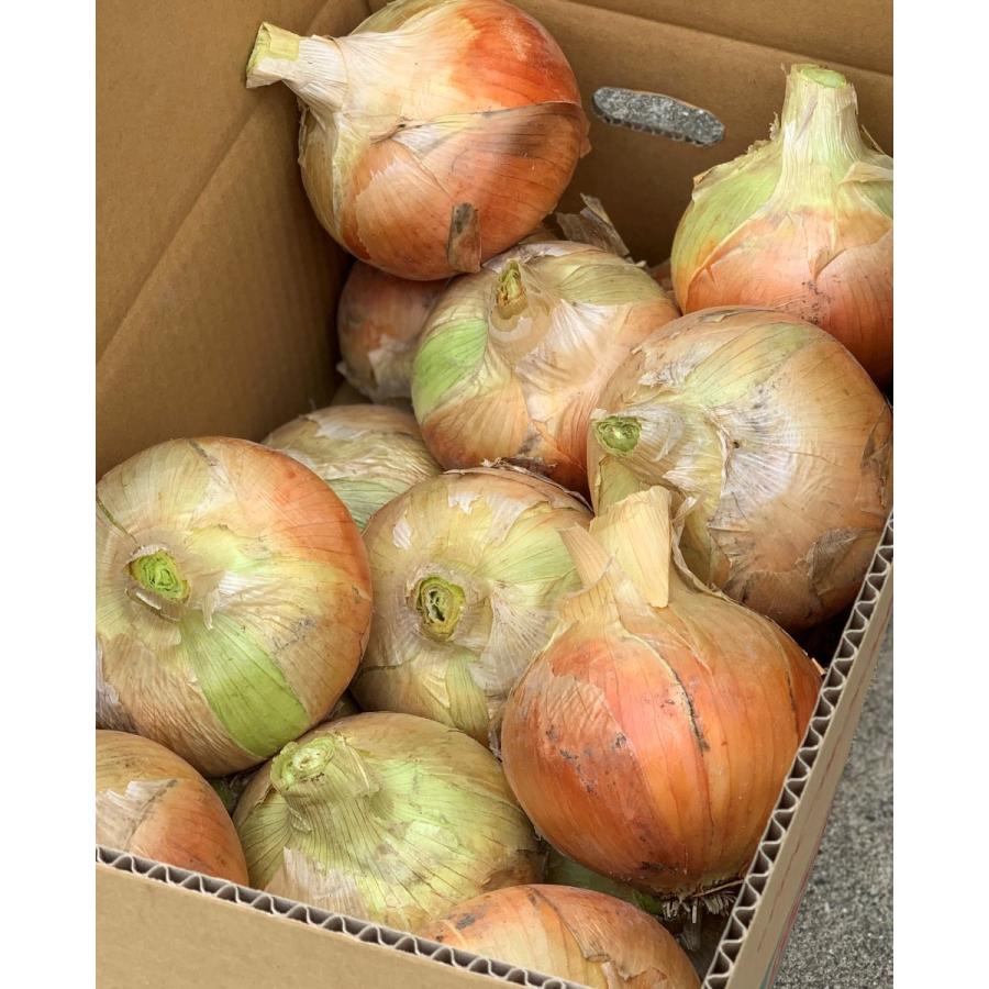 淡路島産 玉ねぎ M〜2L玉混合サイズ 10kg(秀品) :022:廣内農園 - 通販 - Yahoo!ショッピング 淡路島産 玉ねぎ M〜2L玉混合サイズ 10kg(秀品) :022:廣内農園 - 通販 - Yahoo!ショッピング