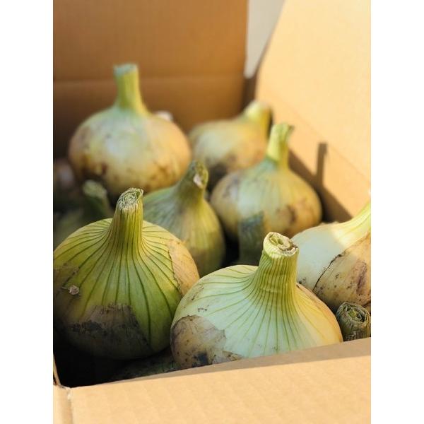 【送料無料】淡路島産　新玉ねぎ5kg(秀品)　　 M〜Lサイズ混合（Yahoo!・廣内農園）