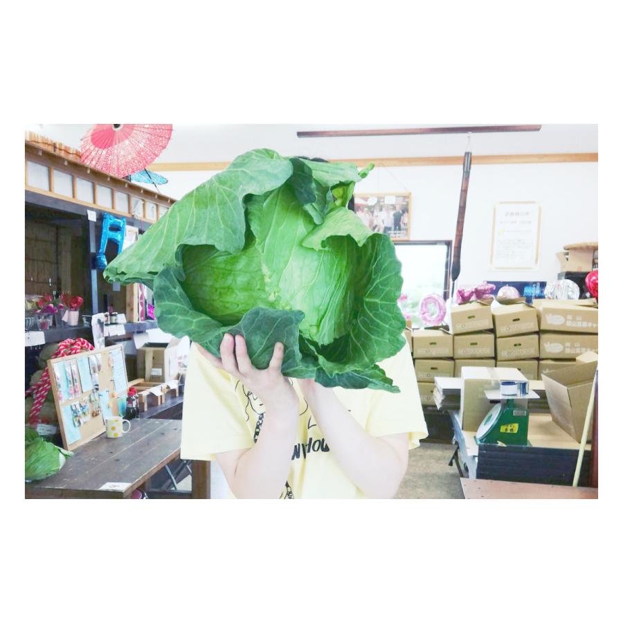 福袋 キャベツ 送料無料 お取り寄せ 高原 朝採れ 1玉 Lサイズ 10g以上 単品野菜 乳酸キャベツ 塩キャベツ 低農薬 岡山の雪国 ひるぜん高原 Wantannas Go Id