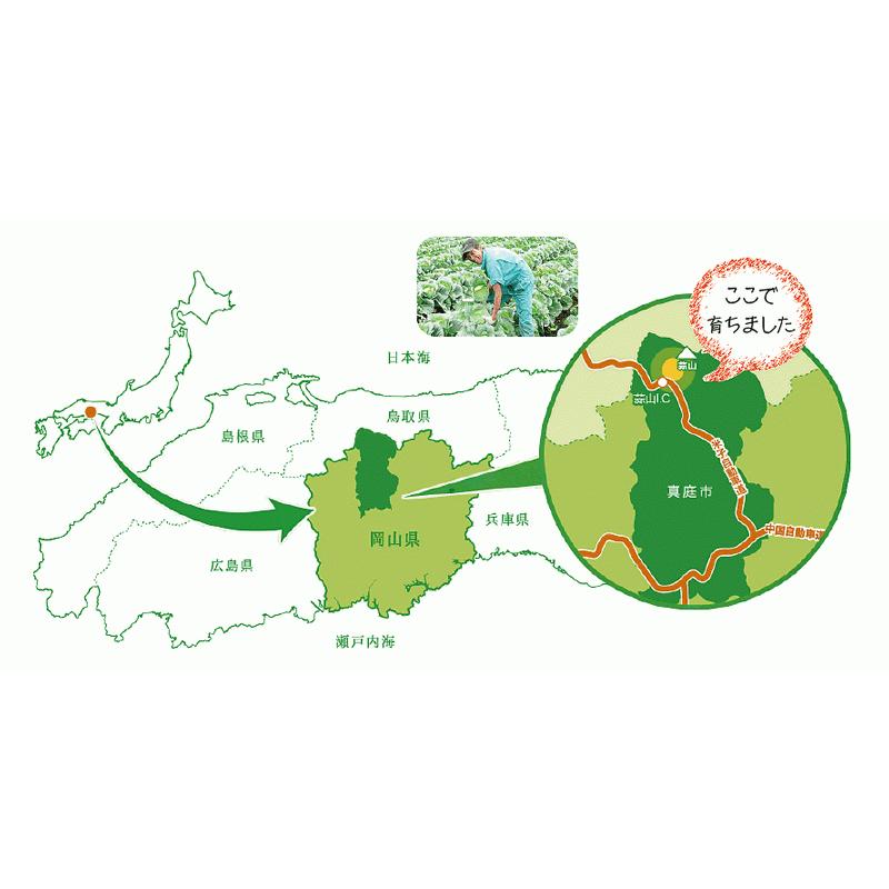 人気激安 キャベツ 送料無料 お取り寄せ 高原 朝採れ 1玉 Lサイズ 10g以上 単品野菜 乳酸キャベツ 塩キャベツ 低農薬 岡山の雪国 ひるぜん高原 Wantannas Go Id