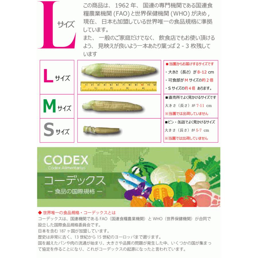 ヤングコーン 新鮮 生 レストランサイズ 生 30本 大きい【Lサイズ 8-12cm】 皮付き 直売 岡山 ひるぜん農園 常温配送 送料無料 YOUNG_30｜hiruzen-ichiba｜03