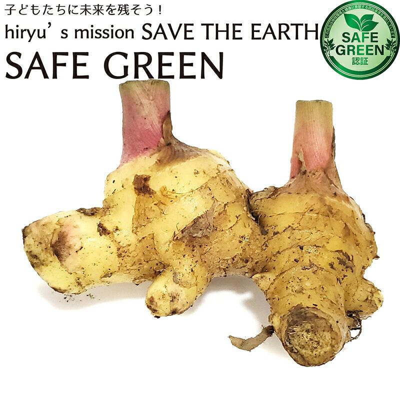 新生姜(大実) 農薬不使１０キロ 新生姜(大実) 農薬不使10キロ 新生姜【無農薬・無肥料】 の