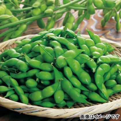 年間定番 山形 朝どり だだちゃ豆 4袋 日時指定不可 直送品 お取り寄せグルメ ギフト プレゼント His Id H Wantannas Go Id