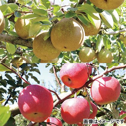 山形 ラフランスとりんごのセット 直送品 お取り寄せ ギフト プレゼント His Id H His地球旅市場 通販 Paypayモール