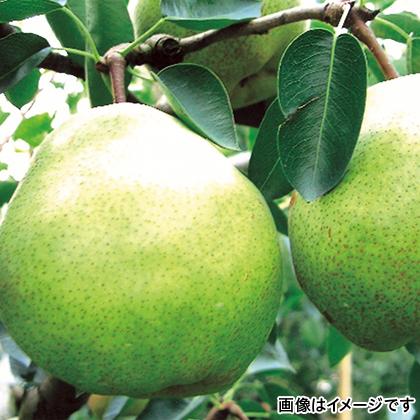 山形 ラ フランス 家庭用 直送品 日時指定不可 お取り寄せ ギフト プレゼント His Id H His地球旅市場 通販 Paypayモール