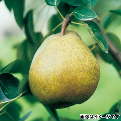 山形 ラ フランス 直送品 お取り寄せ ギフト プレゼント His Id H His地球旅市場 通販 Paypayモール