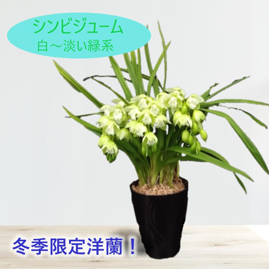 シンビジューム シンビジウム 白〜淡い緑系 3本立ち アーチ 化粧鉢