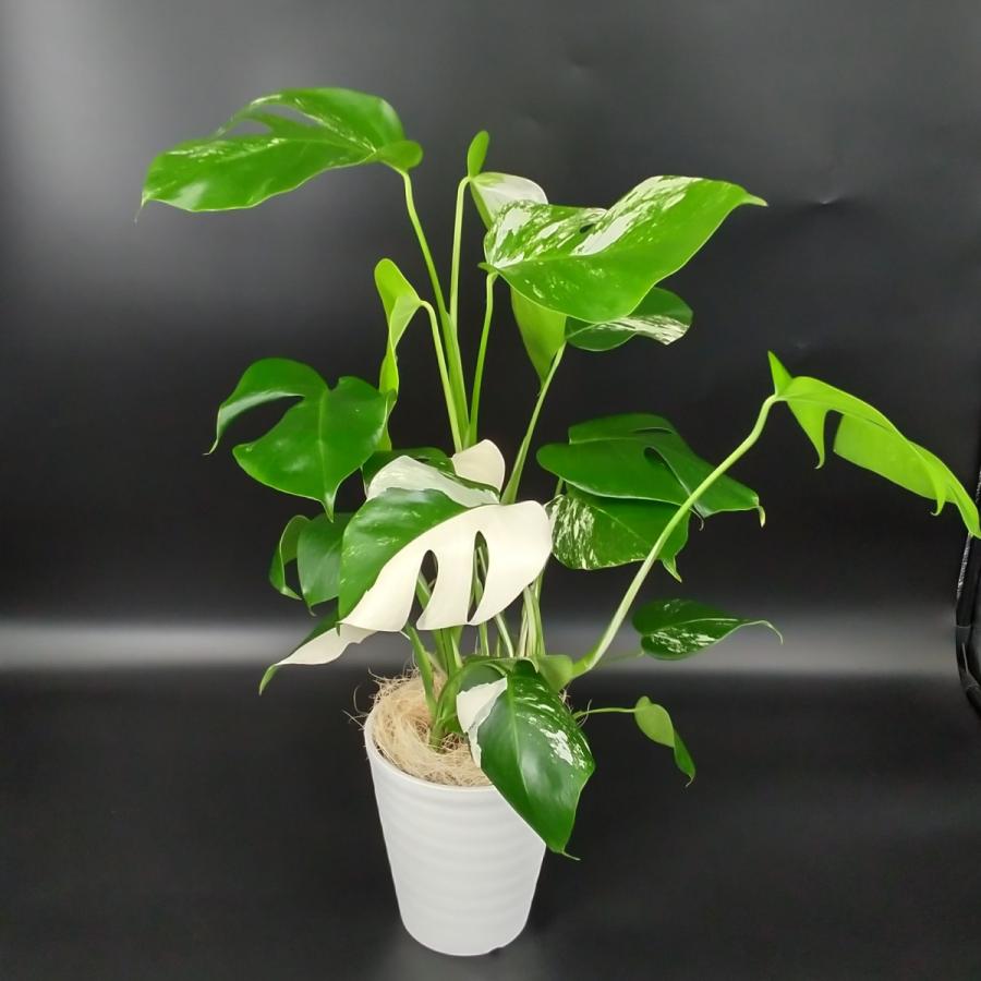 斑入り モンステラ 超希少 6号 白セラアート鉢 : 久山植木ヤフー店