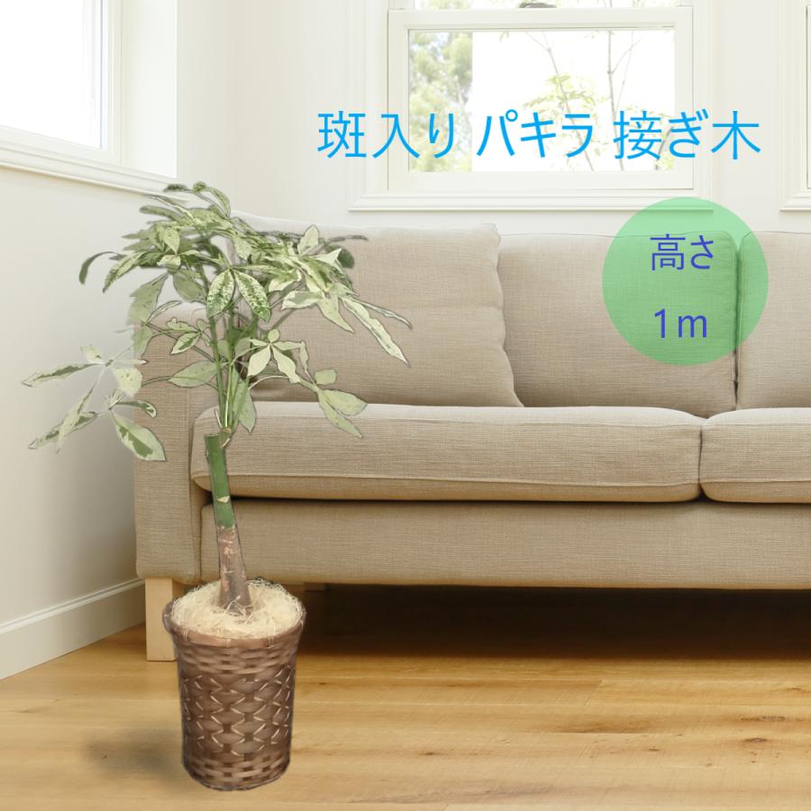 超希少 斑入り パキラ 接ぎ木 ストレート 7号 カゴ付き プラ鉢入り
