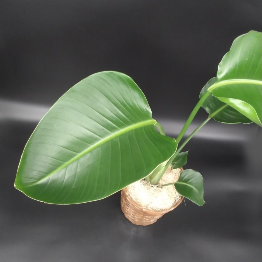ストレリチア オーガスタ 5号 カゴ付き プラ鉢入り : 久山植木ヤフー