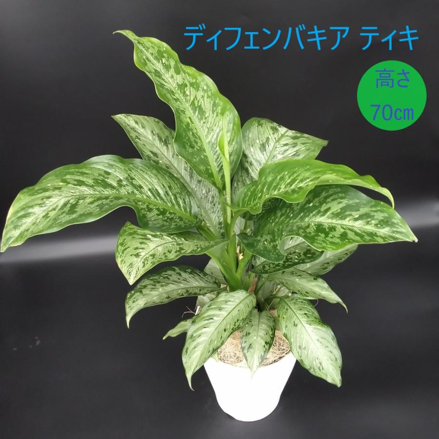 ディフェンバキア ホワイト 7号 ディフェンバキア ティキ 7号 希少 レア プラ鉢入り : 久山植木ヤフー