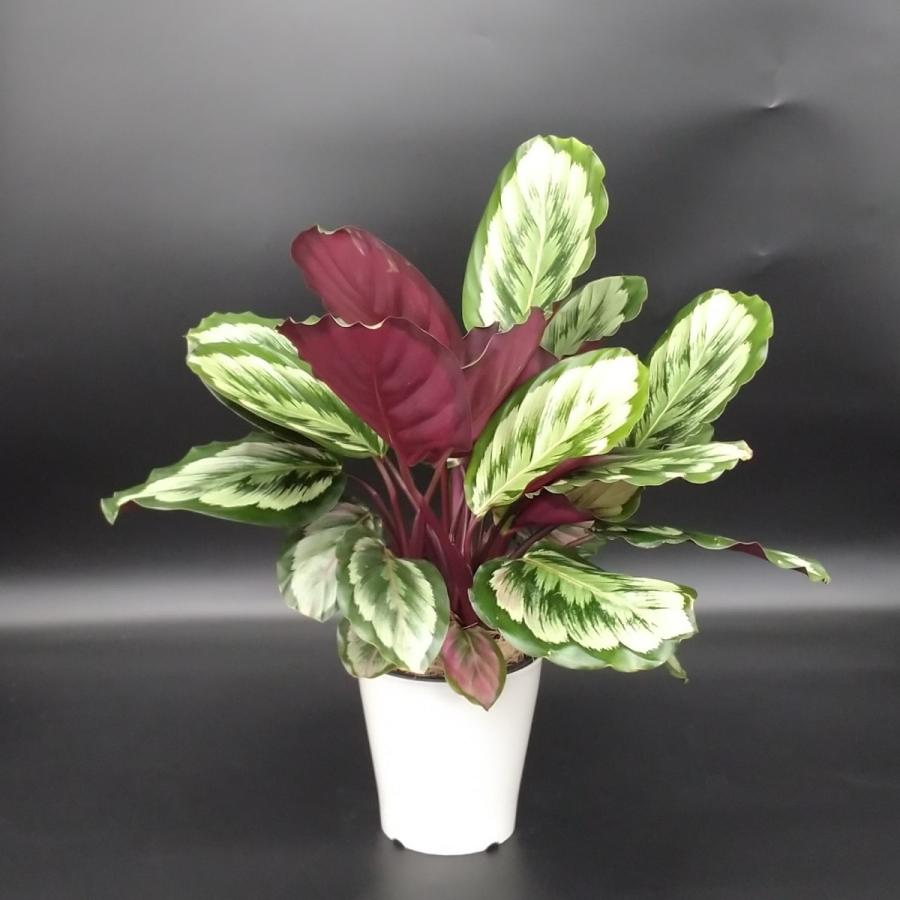 カラテア メダリオン V2 5号 プラ鉢入り : 久山植木ヤフー店 - 通販