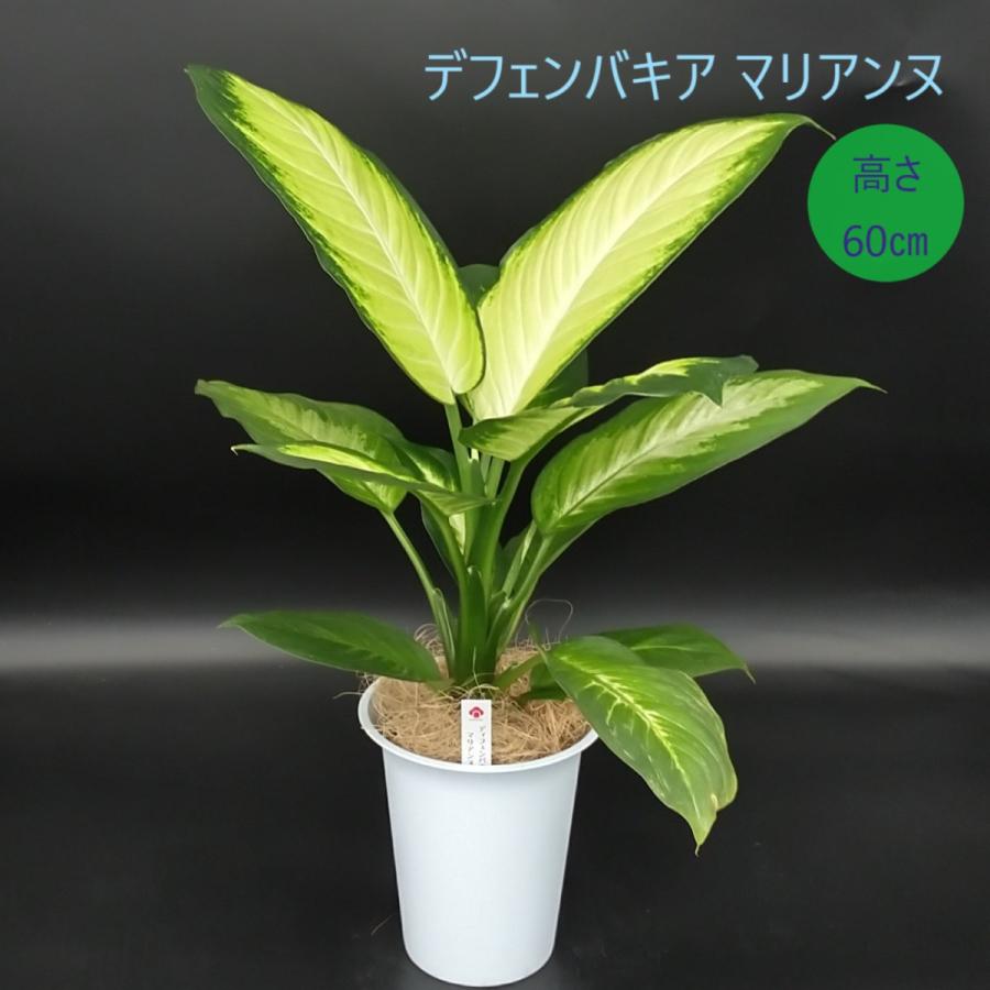 ディフェンバキア マリアンヌ 6号 プラ鉢入り : 久山植木ヤフー店