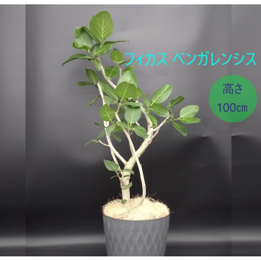 フィカス ベンガレンシス ベンガル ベンガルボダイジュ 7号