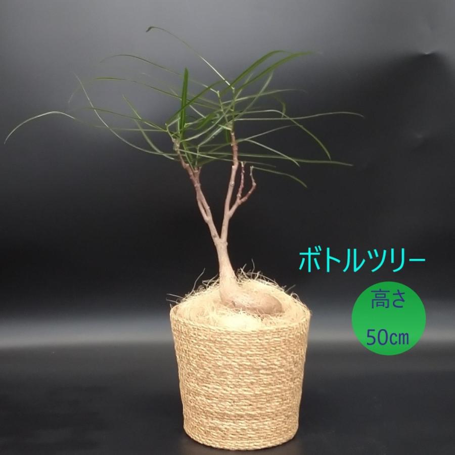 ボトリツリー ブラキキトン 5号 カゴ付き プラ鉢入り : 久山植木
