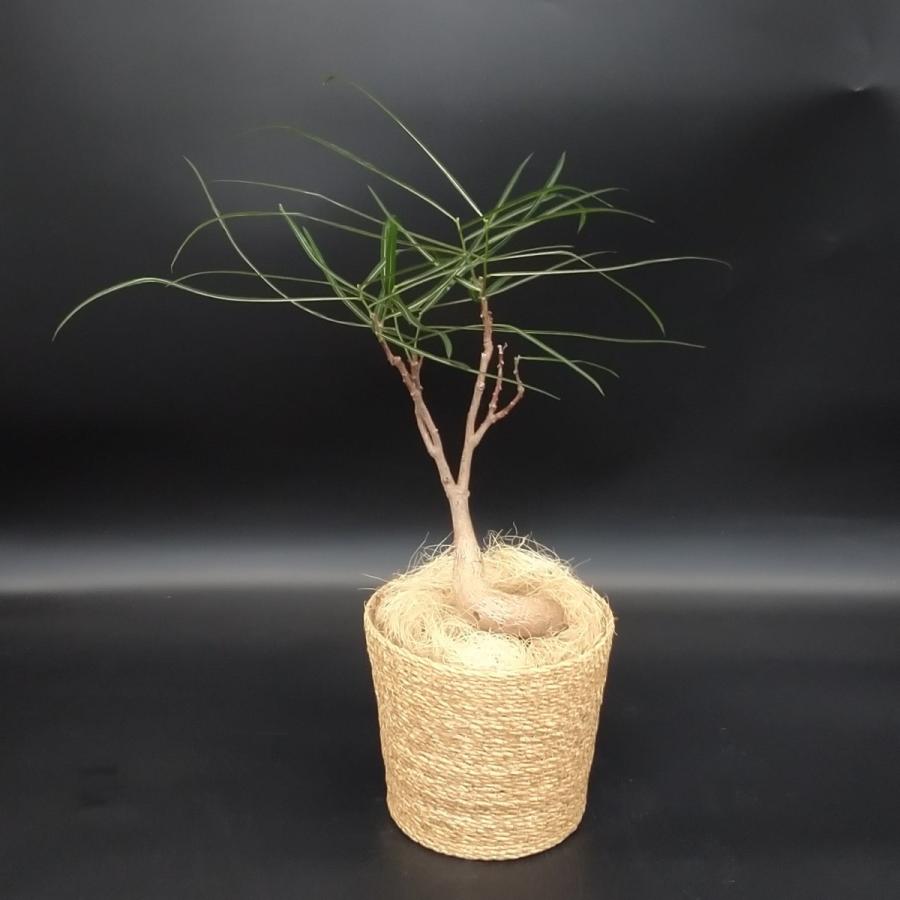 ボトリツリー ブラキキトン 5号 カゴ付き プラ鉢入り : 久山植木