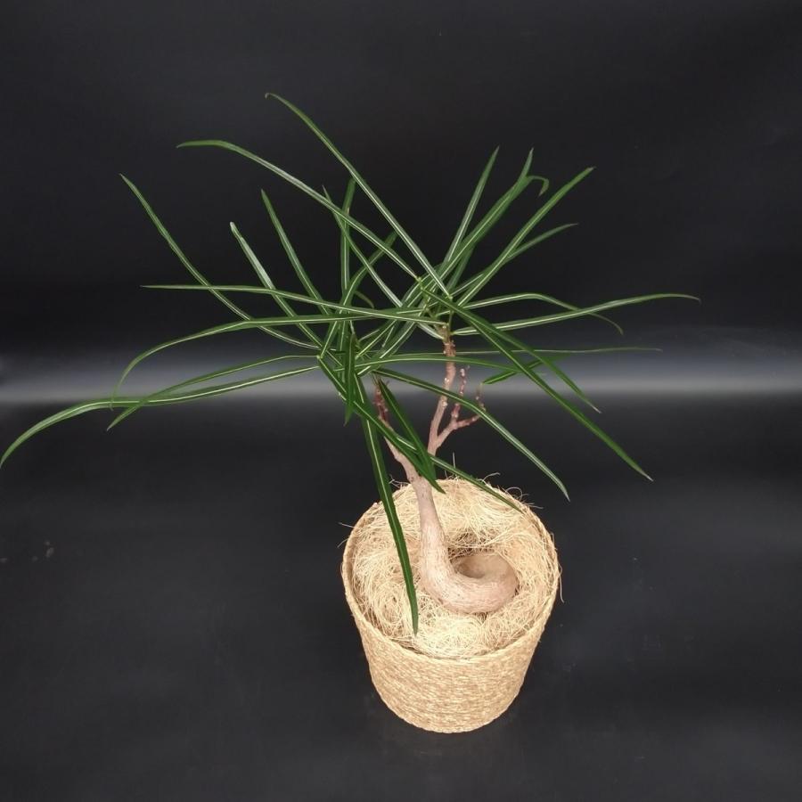 観葉植物 ブラキキトン 180cm ボトリツリー ブラキキトン 5号 カゴ付き プラ鉢入り : 久山植木