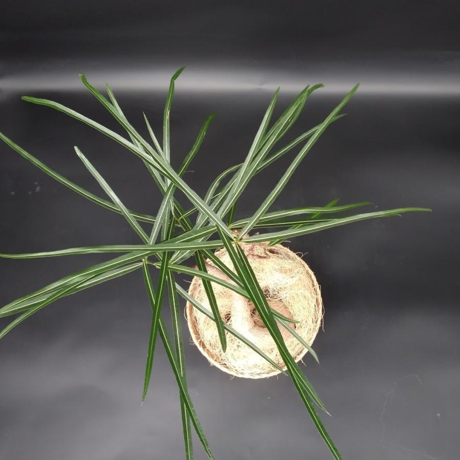 ボトリツリー ブラキキトン 5号 カゴ付き プラ鉢入り : 久山植木