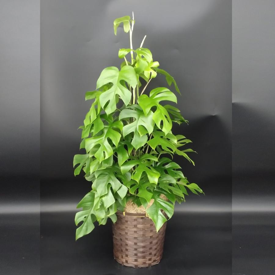 ヒメモンステラ 支柱付き 7号 カゴ付き プラ鉢入り : 久山植木ヤフー