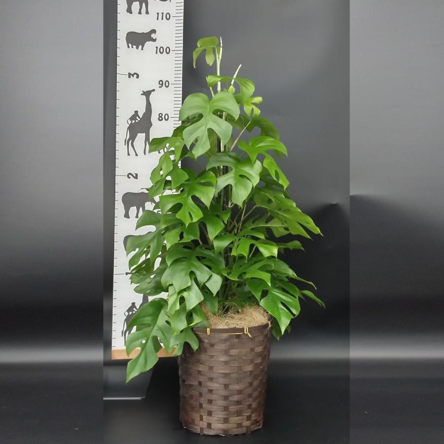 モンステラ 鉢植え 支柱付き ヒメモンステラ 支柱付き 7号 カゴ付き プラ鉢入り : 久山植木ヤフー