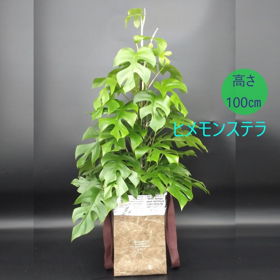 ヒメモンステラ 支柱付き 7号 ポリプロピレンバッグ付き プラ皿付き