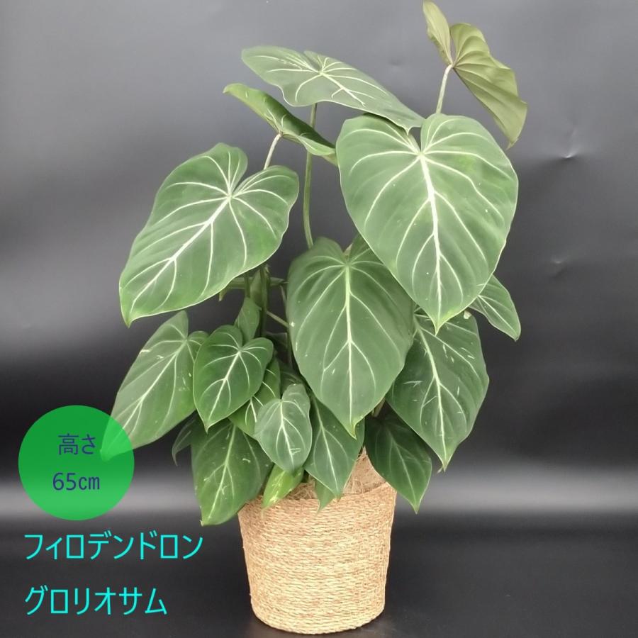 希少品種　フィロデンドロン　ルゴッサム　　5号 フィロデンドロン ルゴッサム ピッグスキン(Philodendron Rugosum Pig