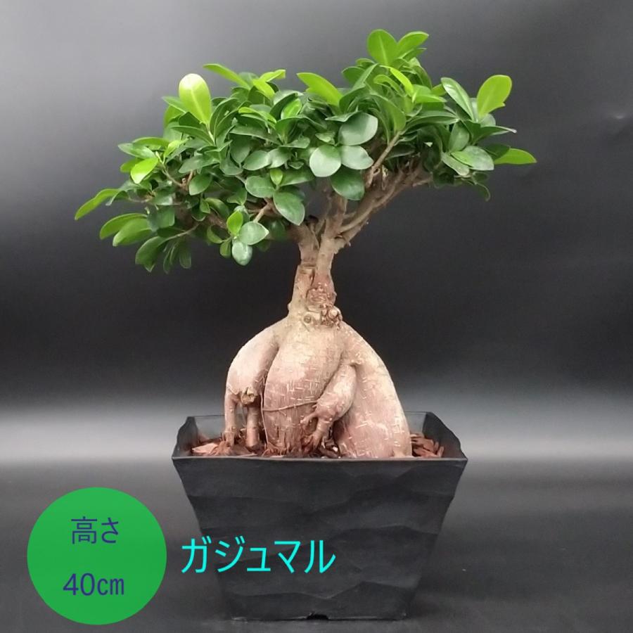 【現品】多幸の木　ガジュマル　ガジュマルの木　８号鉢　Ⅰ ガジュマル 多幸の樹 幸せを呼ぶ木 8号 セラアート鉢 : 久山植木ヤフー
