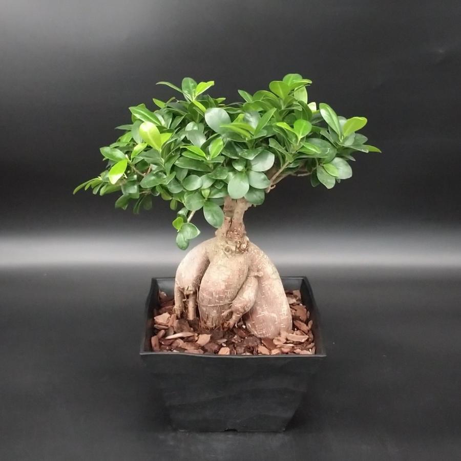 ガジュマル 多幸の樹 幸せを呼ぶ木 8号 セラアート鉢 : 久山植木ヤフー