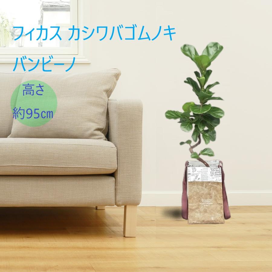 フィカス カシワバゴムノキ バンビーノ 深6号 曲げ仕立て 