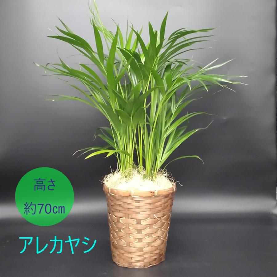 アレカヤシ 6号 カゴ付き プラ鉢入り : 久山植木ヤフー店 - 通販