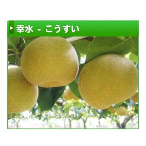 幸水梨　訳あり　7キロ　8/3収穫 農薬節減】もぎたて!! 梨 訳あり「幸水」3kg(6〜8玉) ご自宅用に
