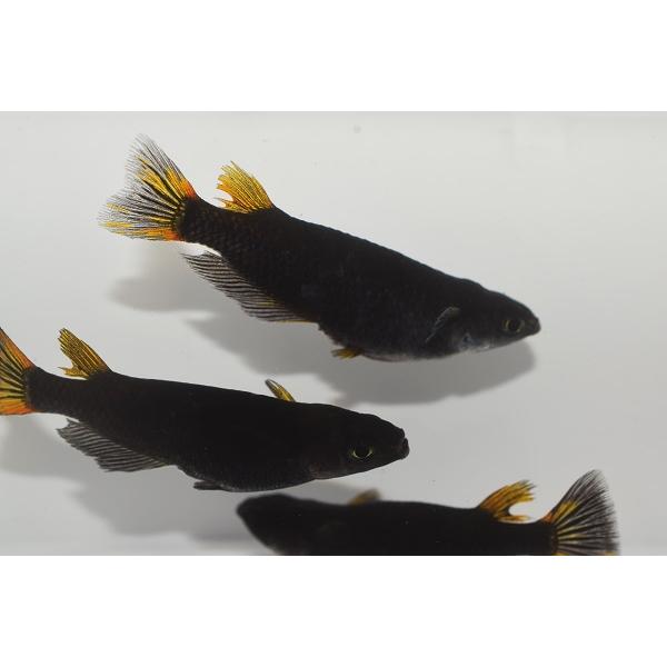 ☆常陸めだか オロチ黄金 メダカ 10匹セット SSサイズ : 常陸 ☆常陸めだか オロチ黄金 メダカ 10匹セット SSサイズ : 常陸
