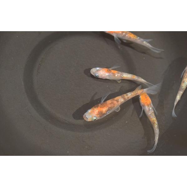 ☆常陸めだか 行田錦 メダカ 5匹セット SSサイズ : 常陸めだか