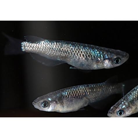 めだか グッとくるフィギュアコレクション54 めだかボックス 黒神めだか