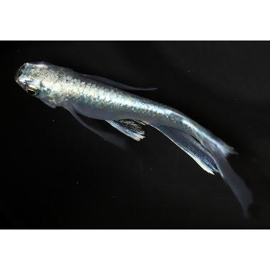 ☆常陸めだか 垂水ロングフィン メダカ 1ペア Mサイズ : 常陸めだか