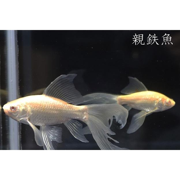 常陸めだか 鉄魚 アルビノ 1匹 Hm 常陸めだか 通販 Yahoo ショッピング