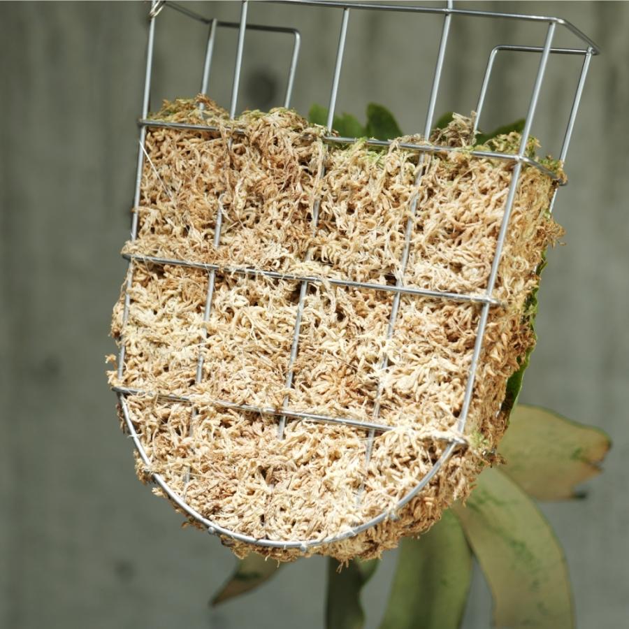 ビビラボ（BIBILAB） ビカクシダバスケット 3個セット LPG-B230-3-SL