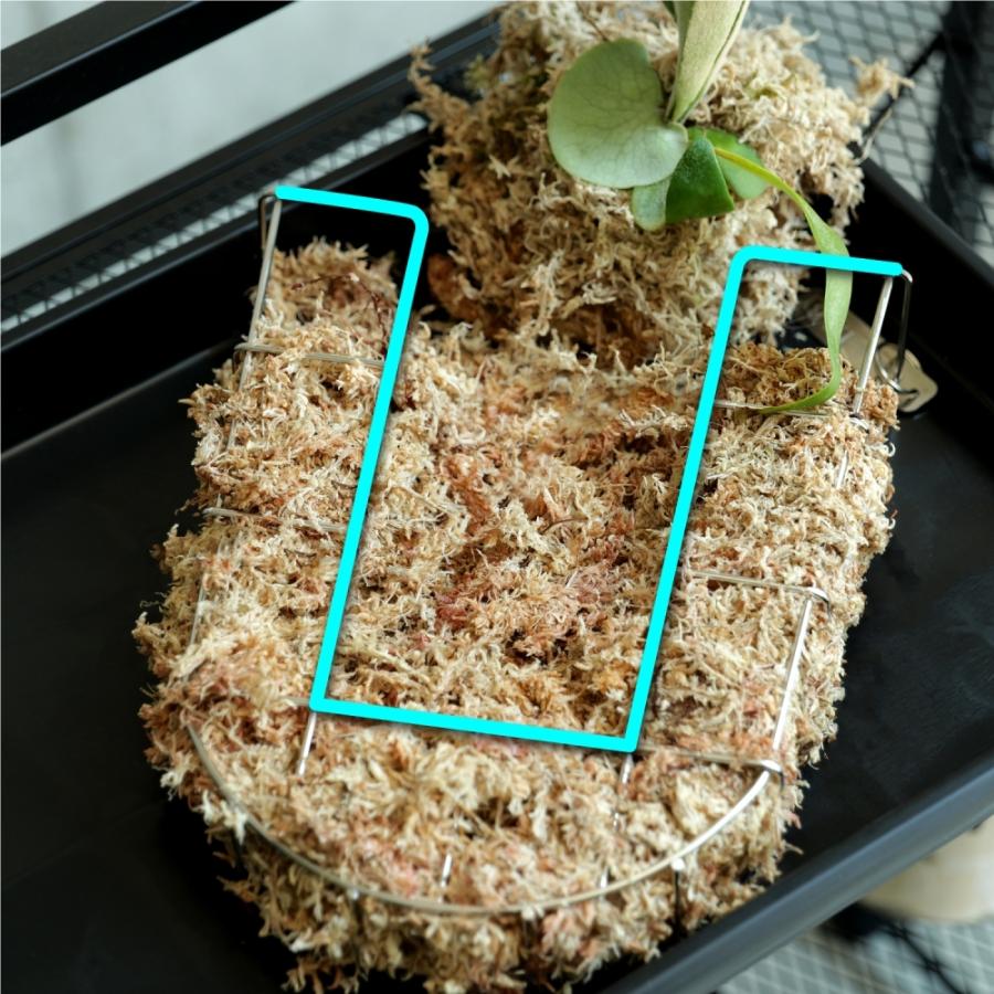 ビビラボ（BIBILAB） ビカクシダバスケット 3個セット LPG-B230-3-SL