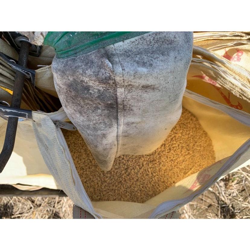 年末年始キャンペーン※ 【数量限定】[2025新米] こがねもち（もち