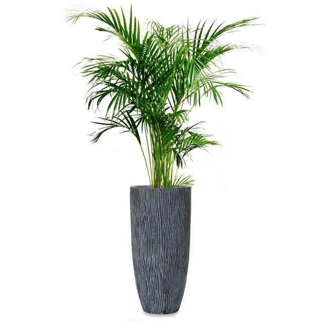 アレカヤシ 8号 コーテス ラウンド ハイ M 32