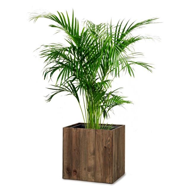 アレカヤシ 8号 リサイクルウッド キューブ 樹脂インナー付 S 33 Gruindag Com